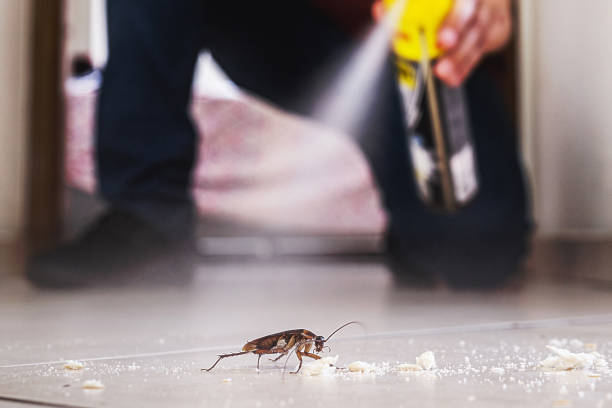 Best Flea Control Services  in Middleborough Center, MA